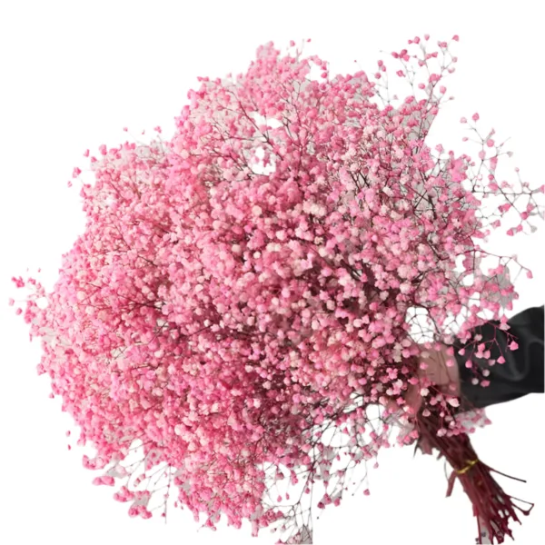Natural Fresh Dried Preserved Flowers Gypsophila paniculata,Baby's Breath Flower bouquets gift for Wedding Decoration,Valentines